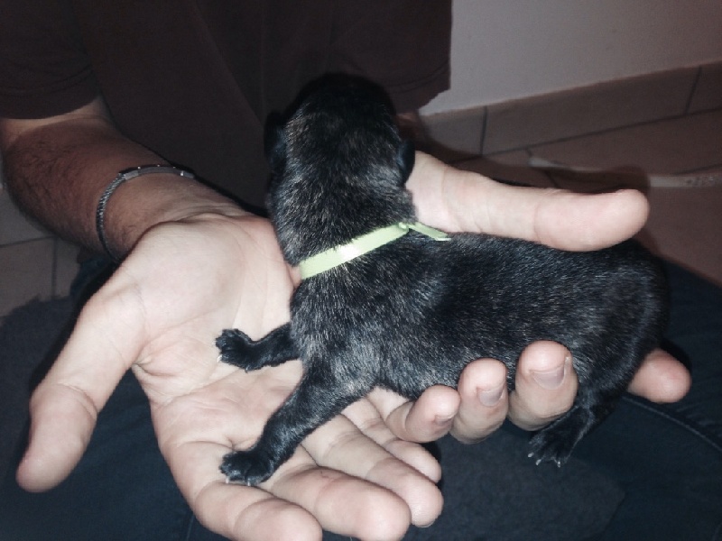 De La Flamme D'Eros - Berger hollandais - Portée née le 13/12/2014